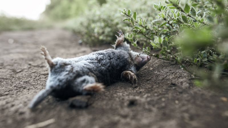 Dead Bird Removal detail