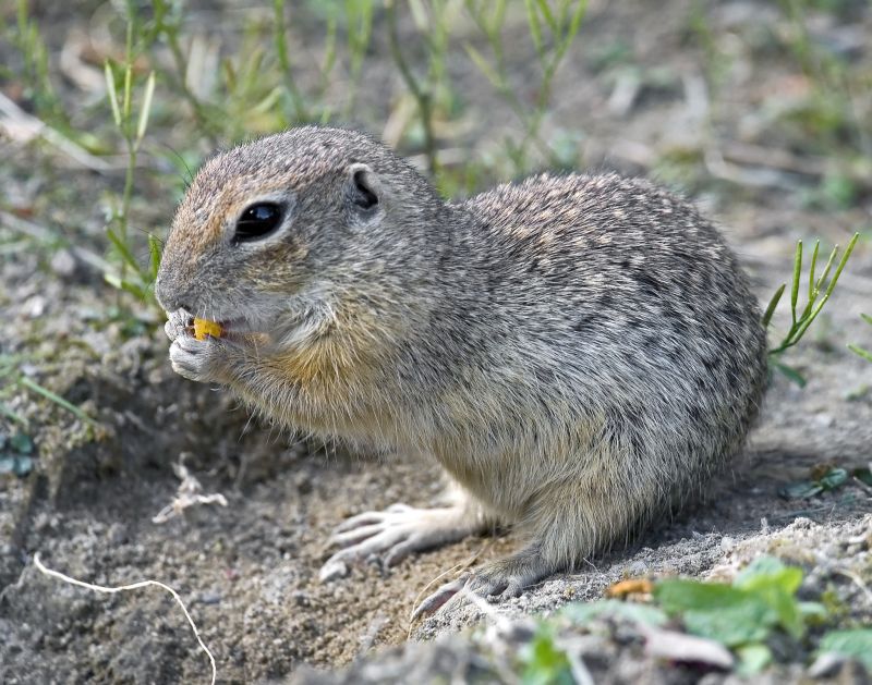 Gopher Extermination Service