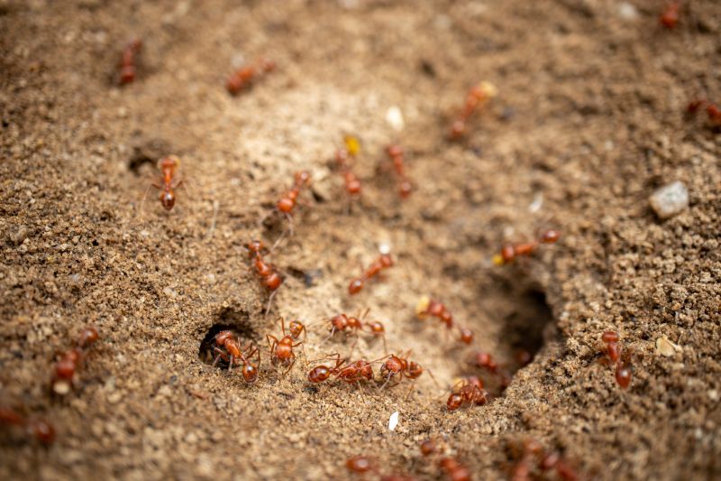 Red Ant Extermination in Katy, TX